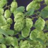 Humulus-Lupulus-Nordbrau 1