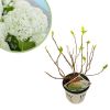 Hydrangea-arbo