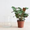 Hydroponie-Alzalea-vase-Ctenanthe-Burle-Marxii-1-1024