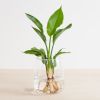Hydroponie-Alzalea-vase-Strelitzia-Reginae-2-1024
