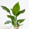 Hydroponie-Alzalea-vase-Strelitzia-Reginae-5-1024