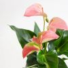Hydroponie-Amberlyn-vase-Anthurium-6-1024