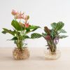 Hydroponie-alzalea-Anthuium-Ctenanthe-Burle-Marxii-2-1024