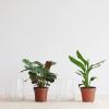 Hydroponie-alzalea-Strelitzia-Reginae-Ctenanthe-Burle-Marxii-1-2-1024