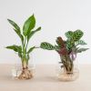 Hydroponie-alzalea-Strelitzia-Reginae-Ctenanthe-Burle-Marxii-2-2-1024