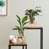 Hydroponie-alzalea-Strelitzia-Reginae-Ctenanthe-Burle-Marxii-3-2-1024