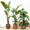 Jungle-Trio