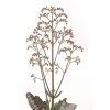 Kalancho -humilis-11-blad