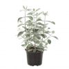 Kalanchoe Hildebrandtii