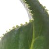 mother of thousands kalanchoe