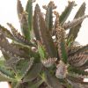Kalanchoe Daigremontiana