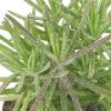 Kalanchoe Tubiflora