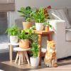 Katvriendelijke planten