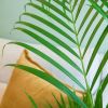 Chrysalidocarpus Lutescens - Goudpalm - P24 cm