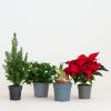 Kerst Plantenbox