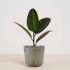 palma bloempot