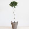 Laurus Nobilis - Laurierboom - P20