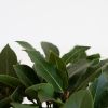 Laurus Nobilis - Laurierboom - P20