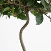 Laurus Nobilis - Laurierboom - P20