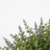 Lavendel-5-1024 2