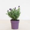 Lavendel-P12-1024 2
