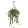 Lepismium Cruciforme