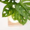 monstera plantje met licht