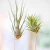 aiplant tillandsia