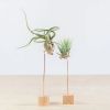 Luchtplantjes - airplant Duo