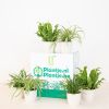 Luchtzuiverende-Plantenbox-incl