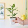 Lucky-Bamboo-letterbox-2-scaled