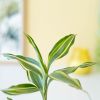 Lucky-Bamboo-letterbox-3-scaled