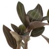 Ludisia