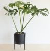Monstera Thai Constellation - P24