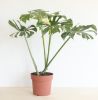 Monstera Thai Constellation - P24