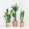 Makkelijke Plantenbox (3 stuks)