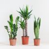 Makkelijke Plantenbox (3 stuks)