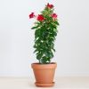 Mandevilla Sundaville - Dipladenia - Rood - P17