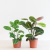 Maranta-Duo-p12-1