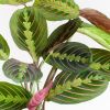Maranta-Leuconeura-Fascinator-Tricolor-p12-5