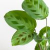 Maranta-Leuconeura-Kerchoveana-p12-3