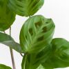 Maranta-Leuconeura-Kerchoveana-p12-7