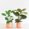 Maranta-p12-2
