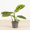 maranta red stripe kopen