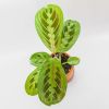 maranta mini