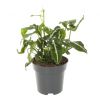 Syngonium Wendlandii