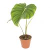 Philodendron Pastazanum
