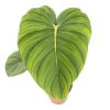 Philodendron Pastazanum blad