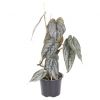 Philodendron Brandtianum