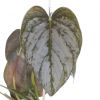 Philodendron Brandtianum blad